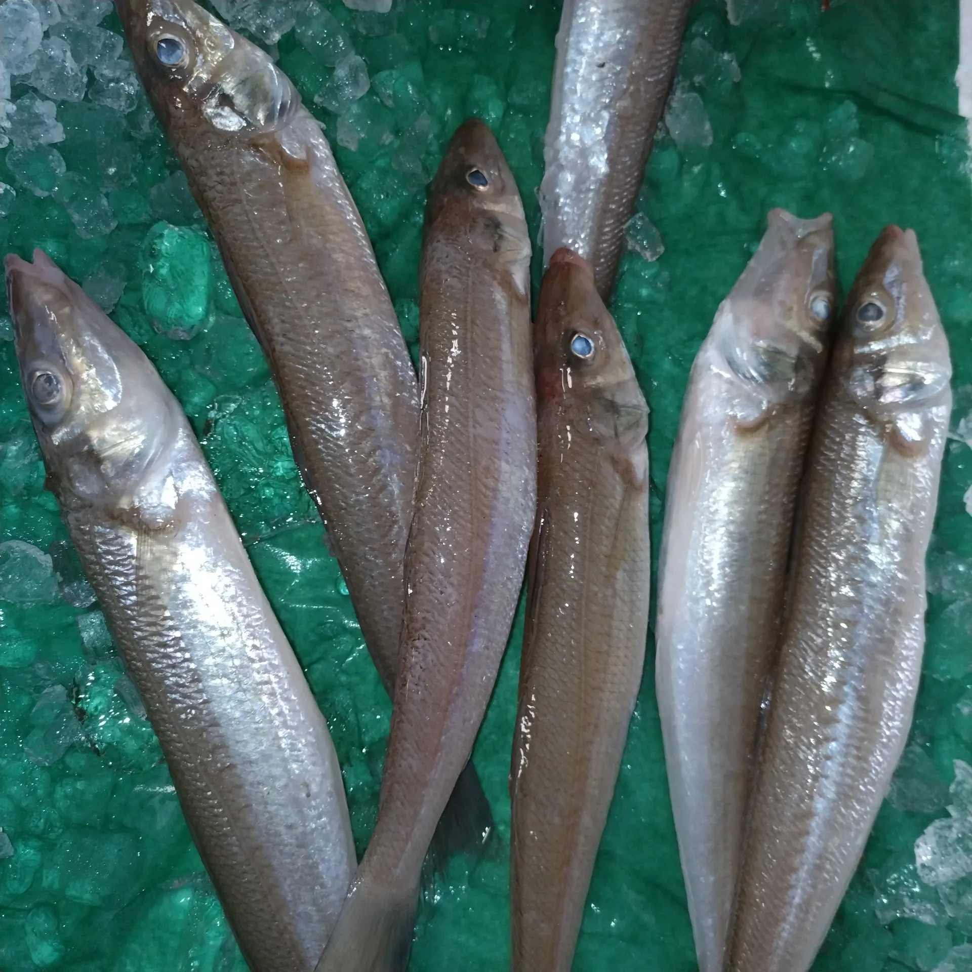 サカナヤサカモト花園店