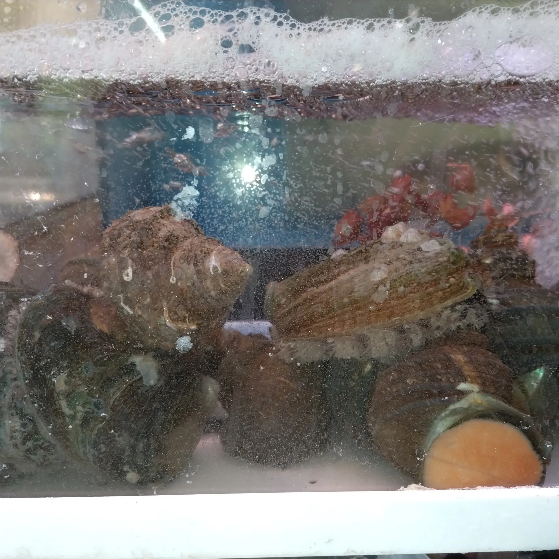 八尾　一心太助