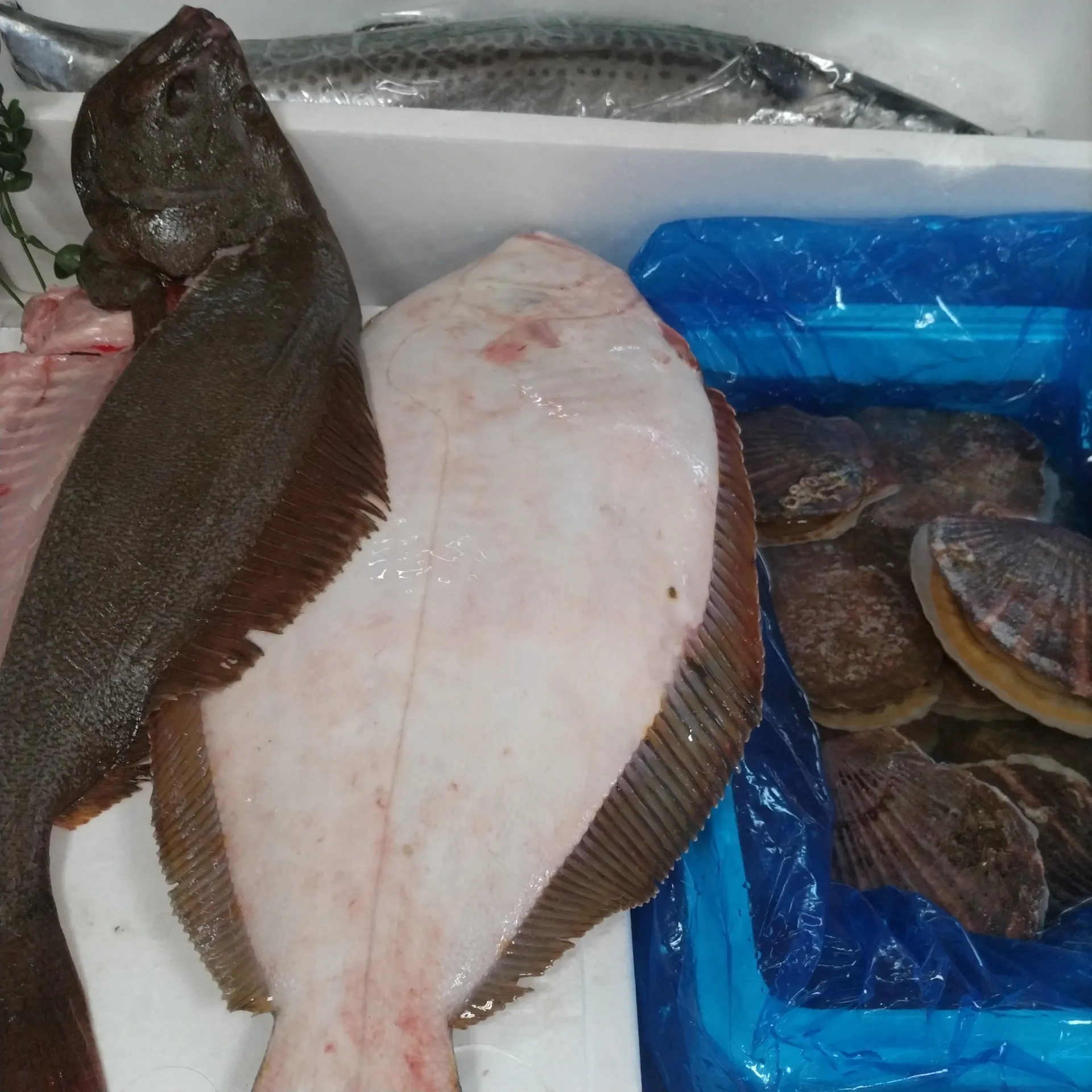 サカナヤサカモト花園店