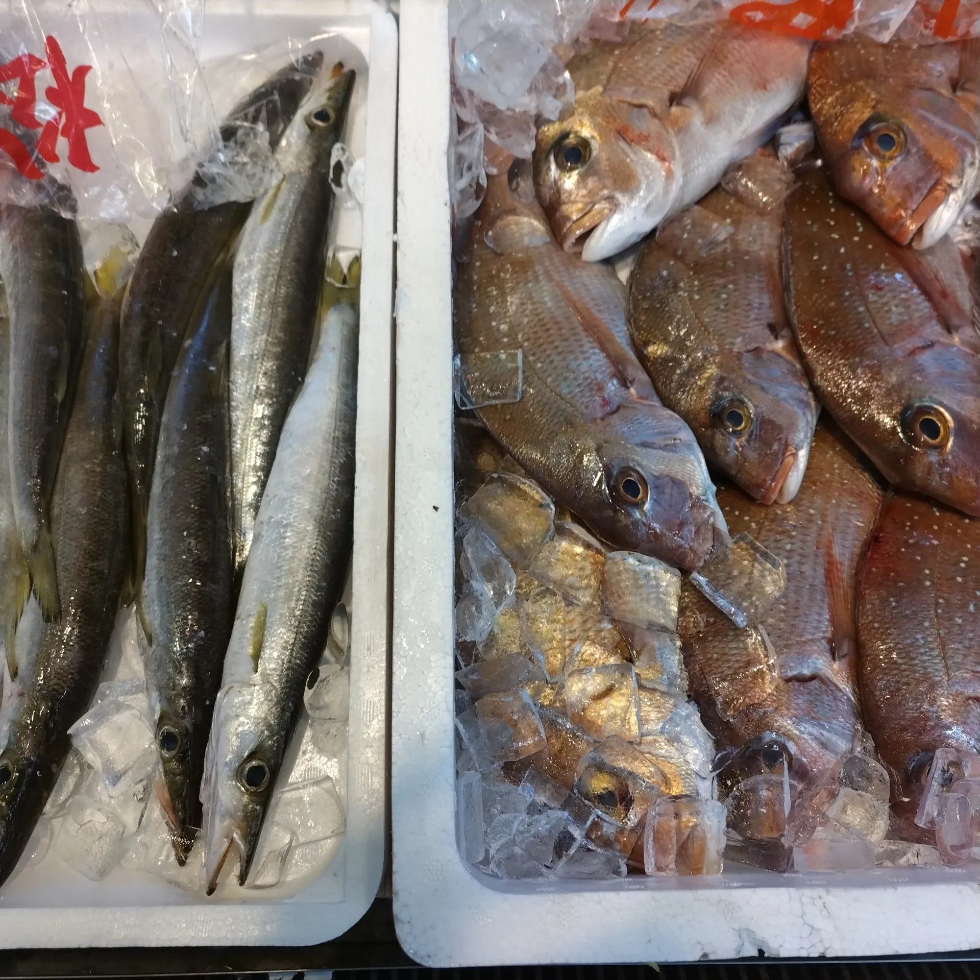 サカナヤサカモト花園店