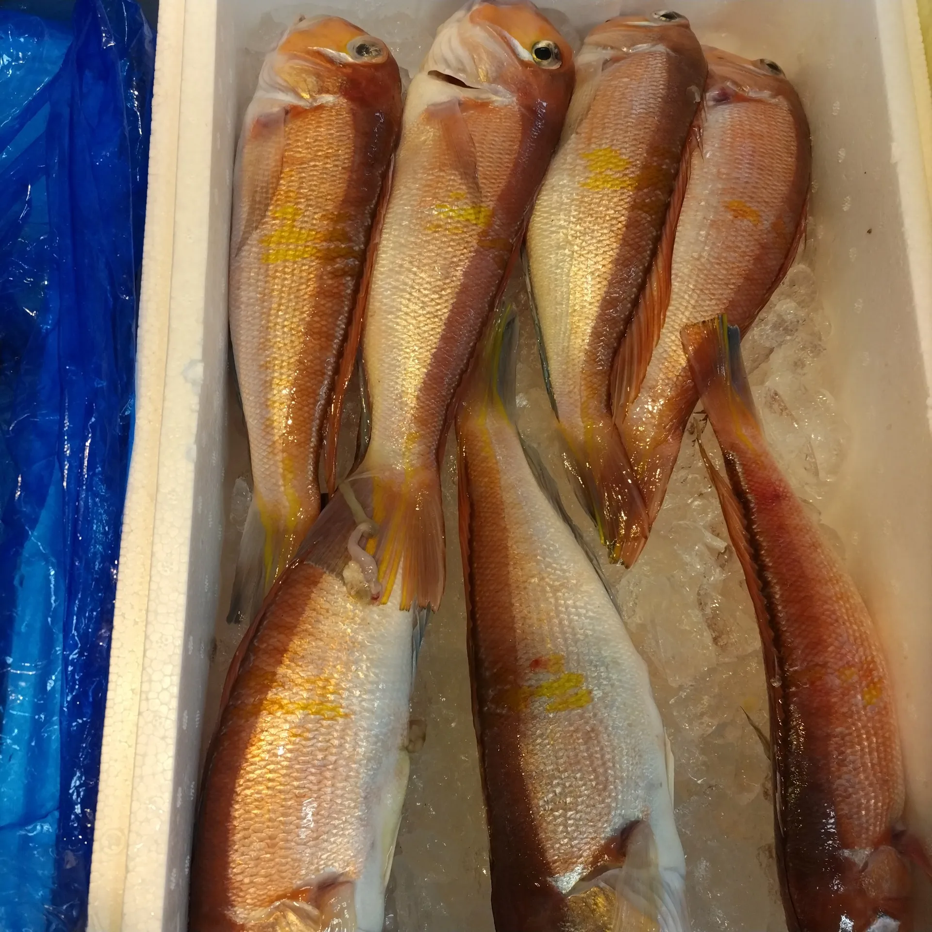 サカナヤサカモト花園店