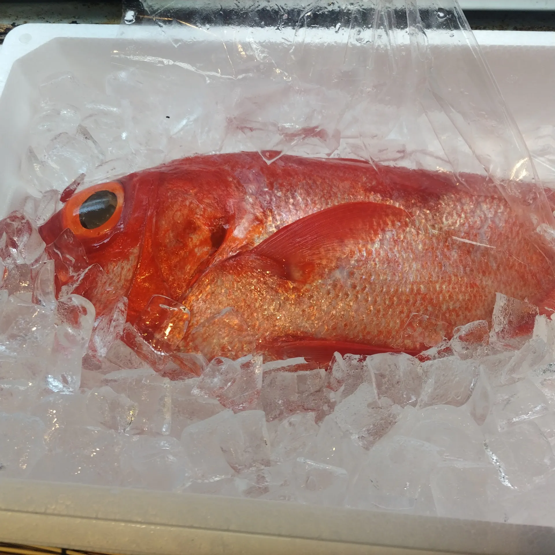 サカナヤサカモト花園店