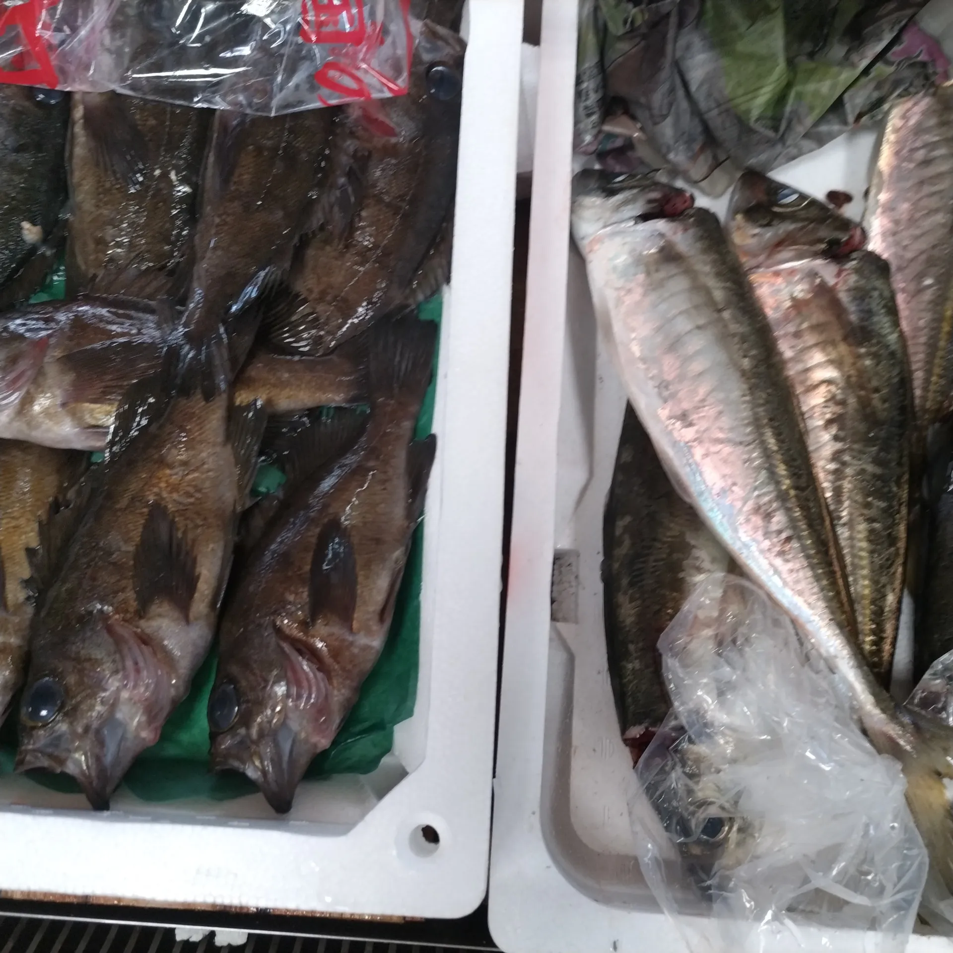 サカナヤサカモト花園店