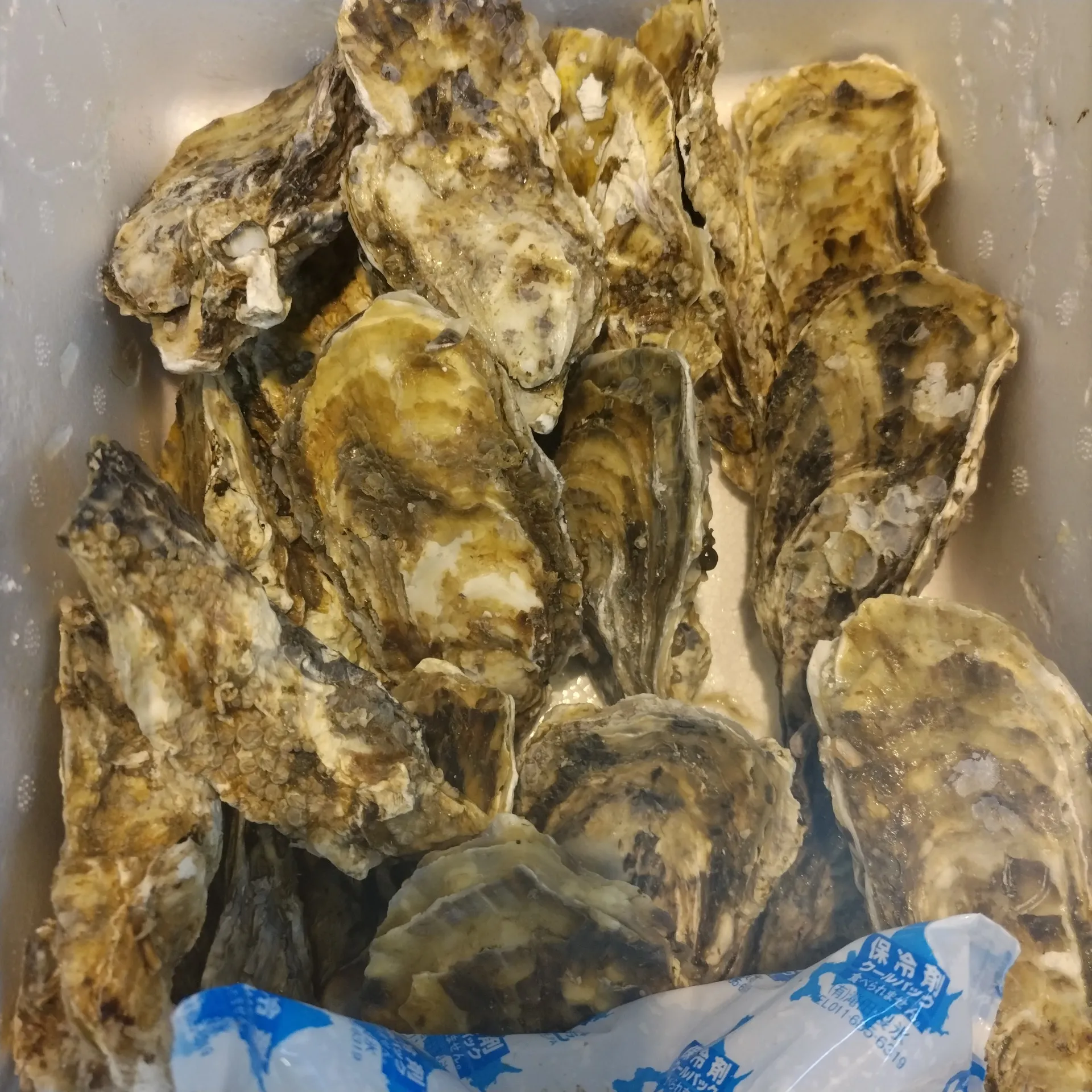 サカナヤサカモト花園店