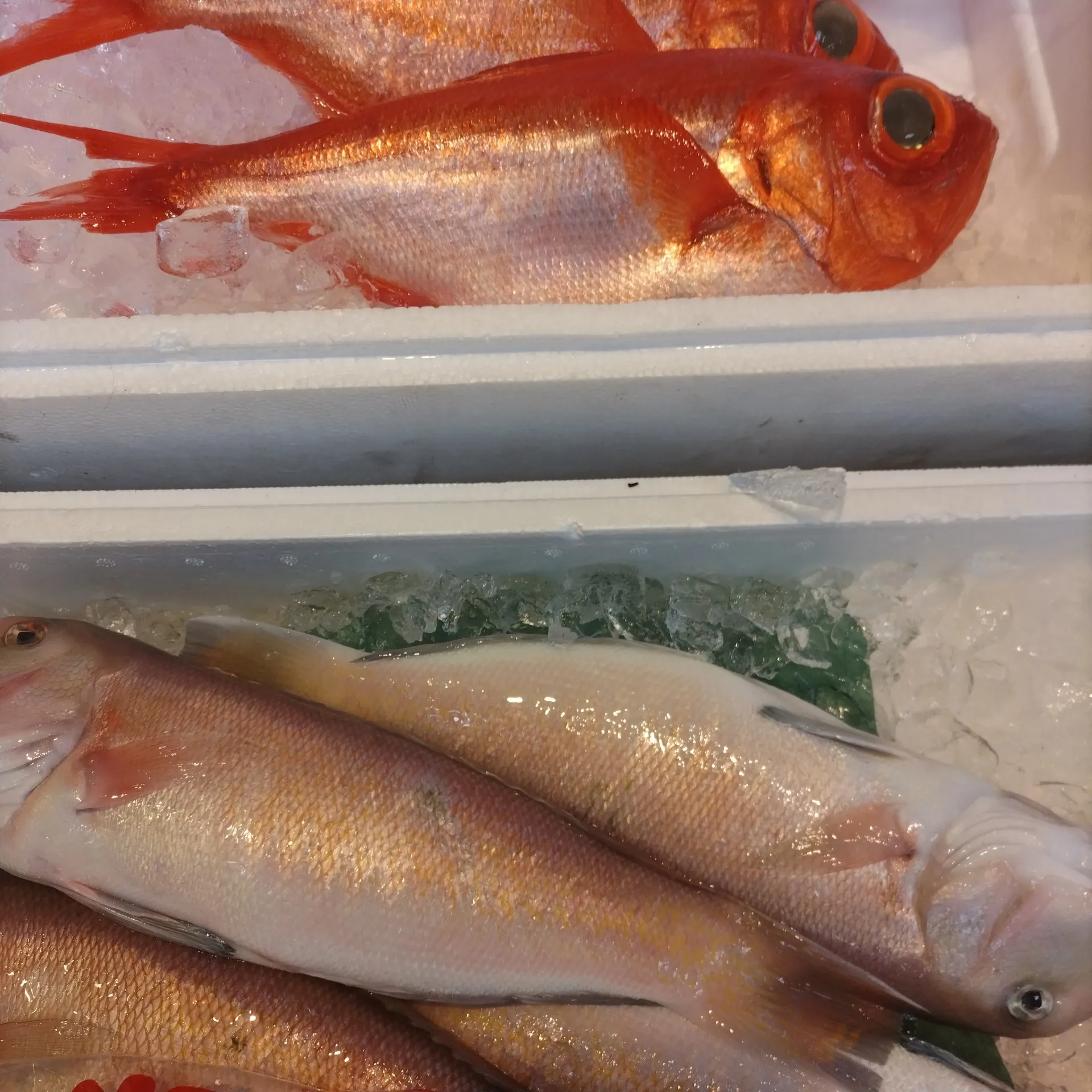 サカナヤサカモト花園店