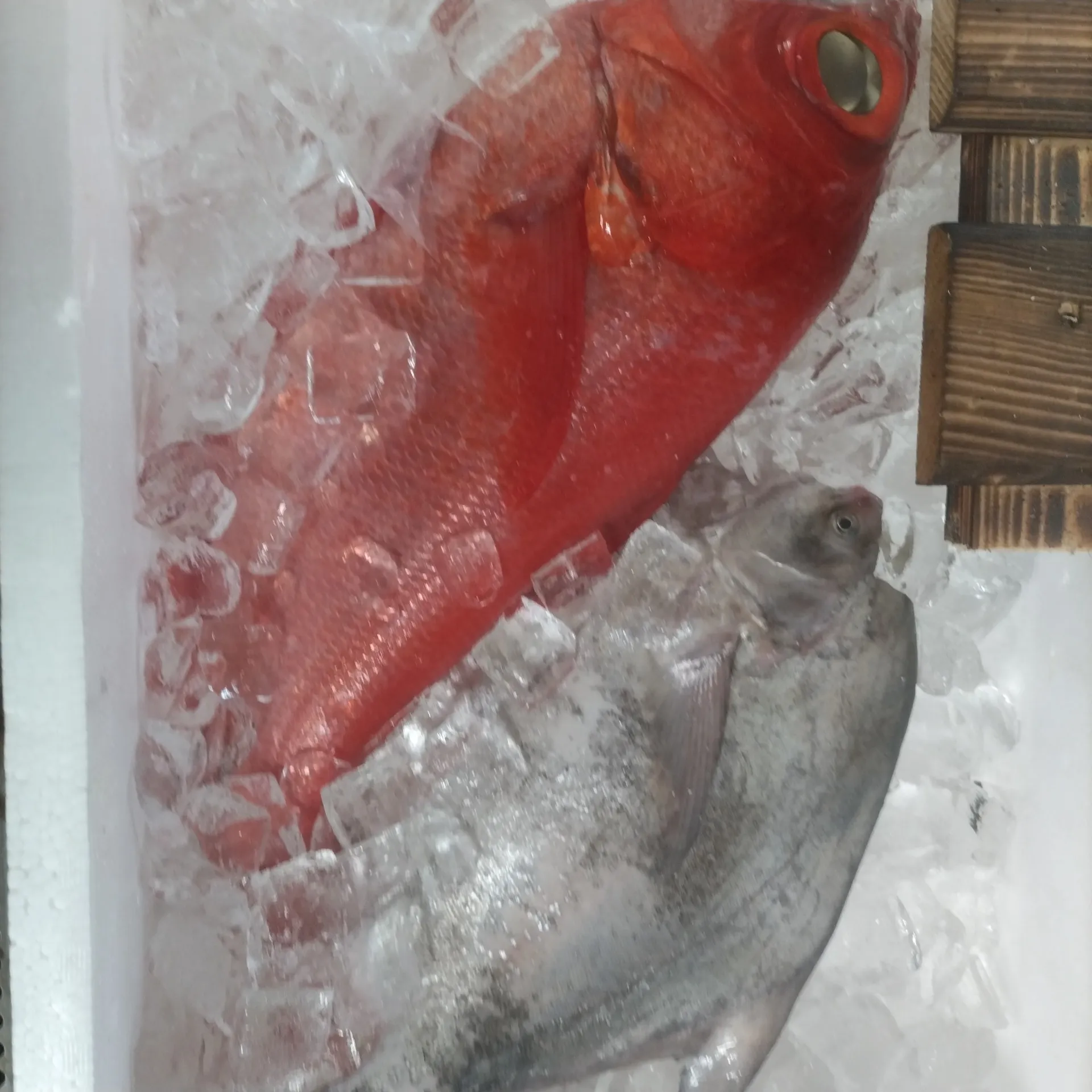 サカナヤサカモト花園店