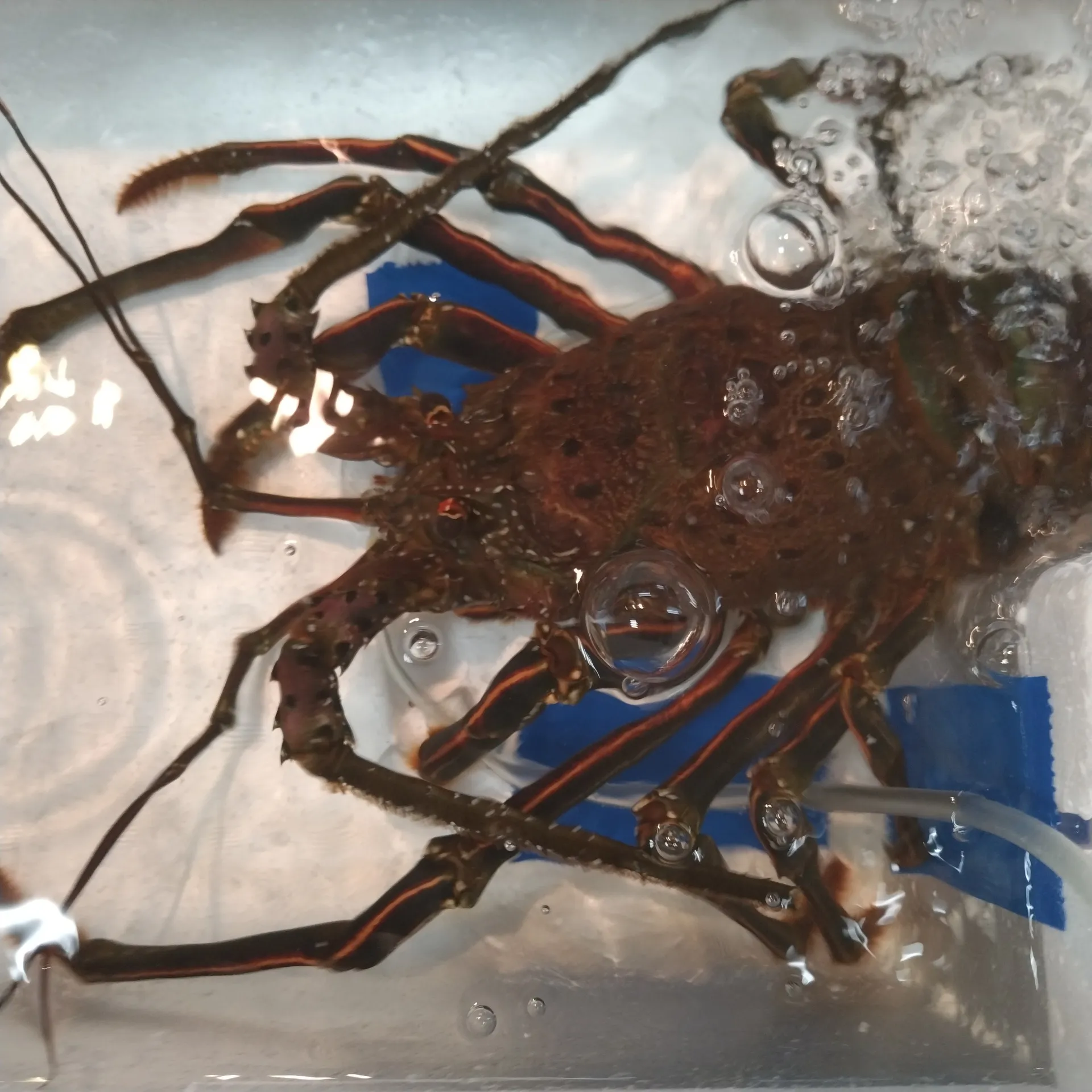 サカナヤサカモト花園店