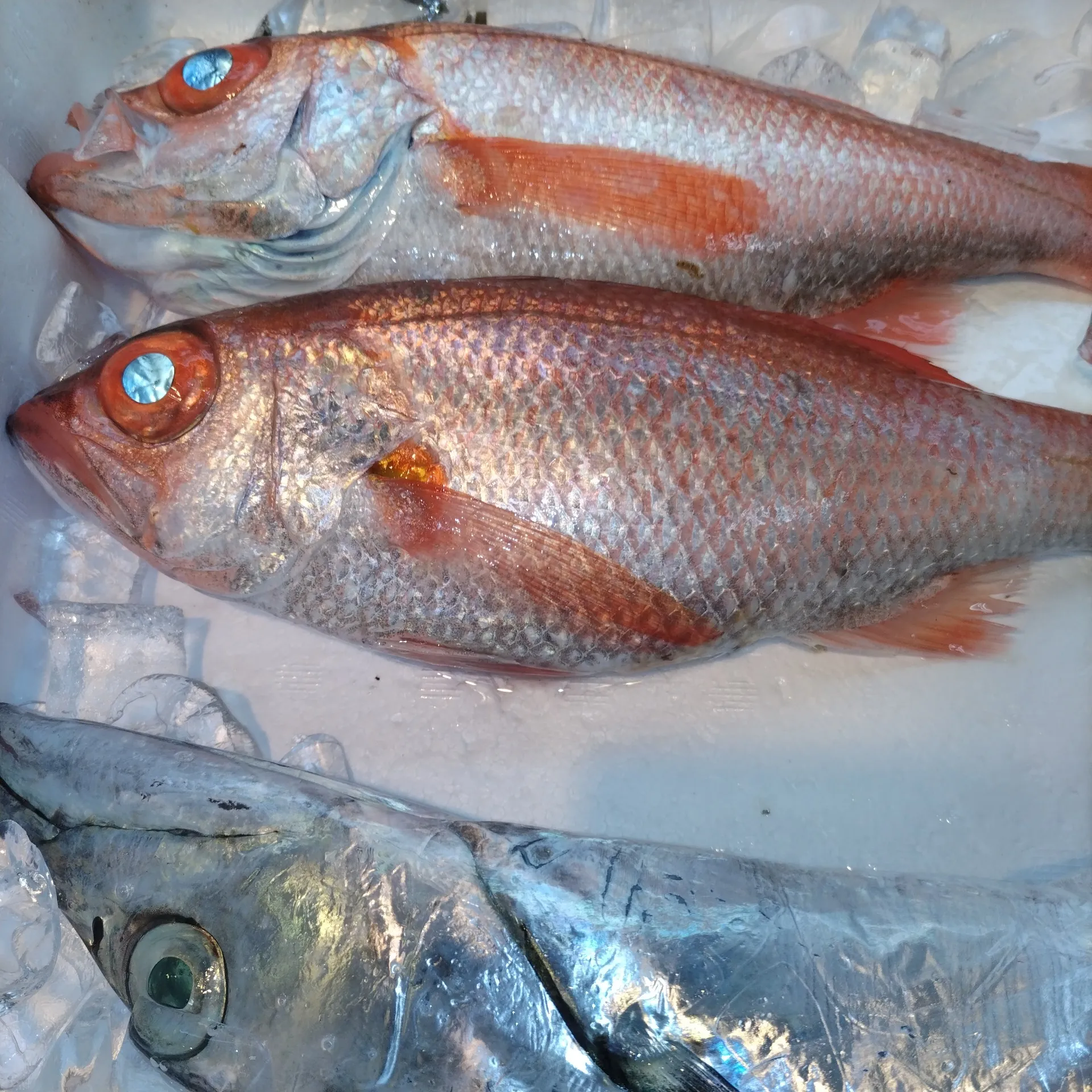 サカナヤサカモト花園店