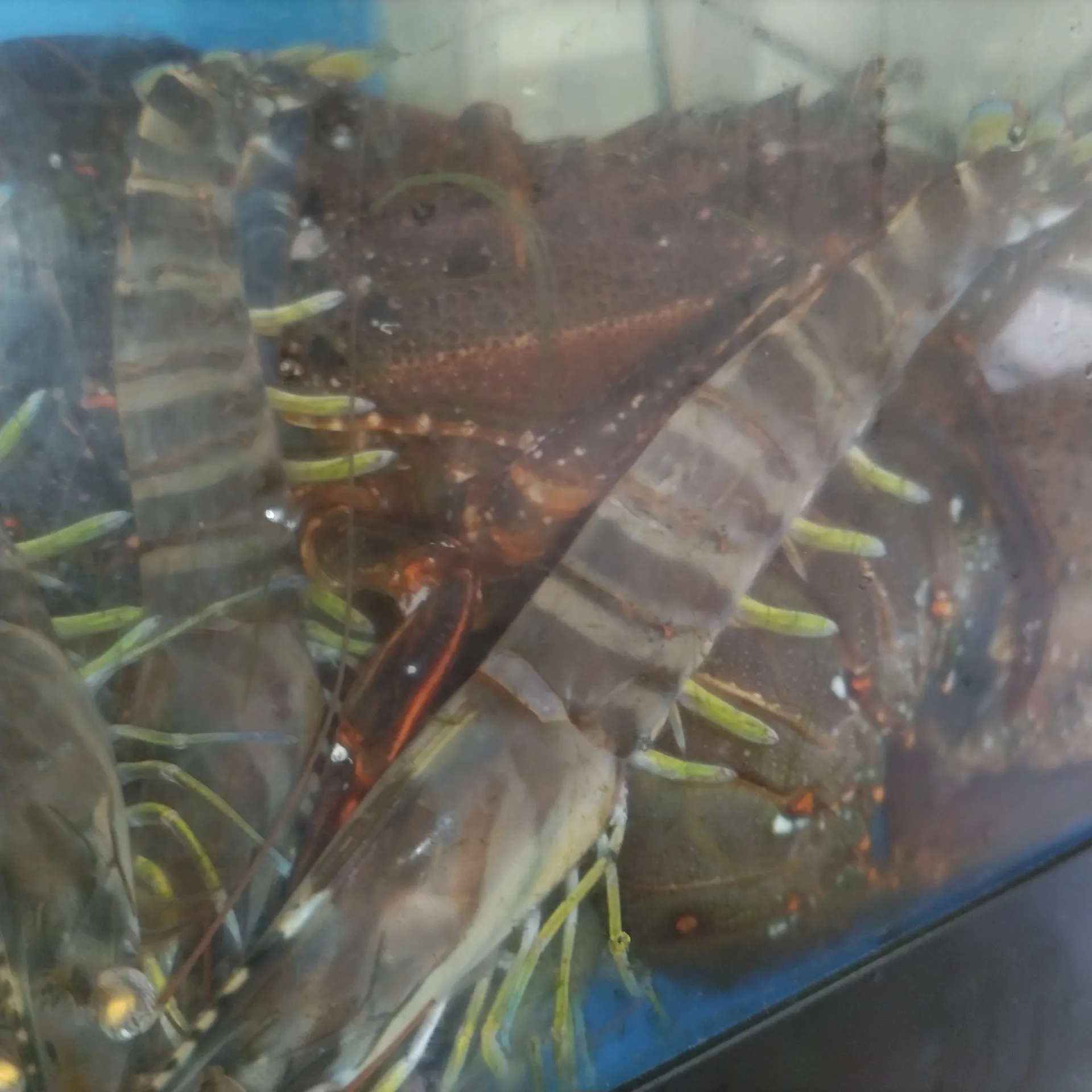 八尾　一心太助