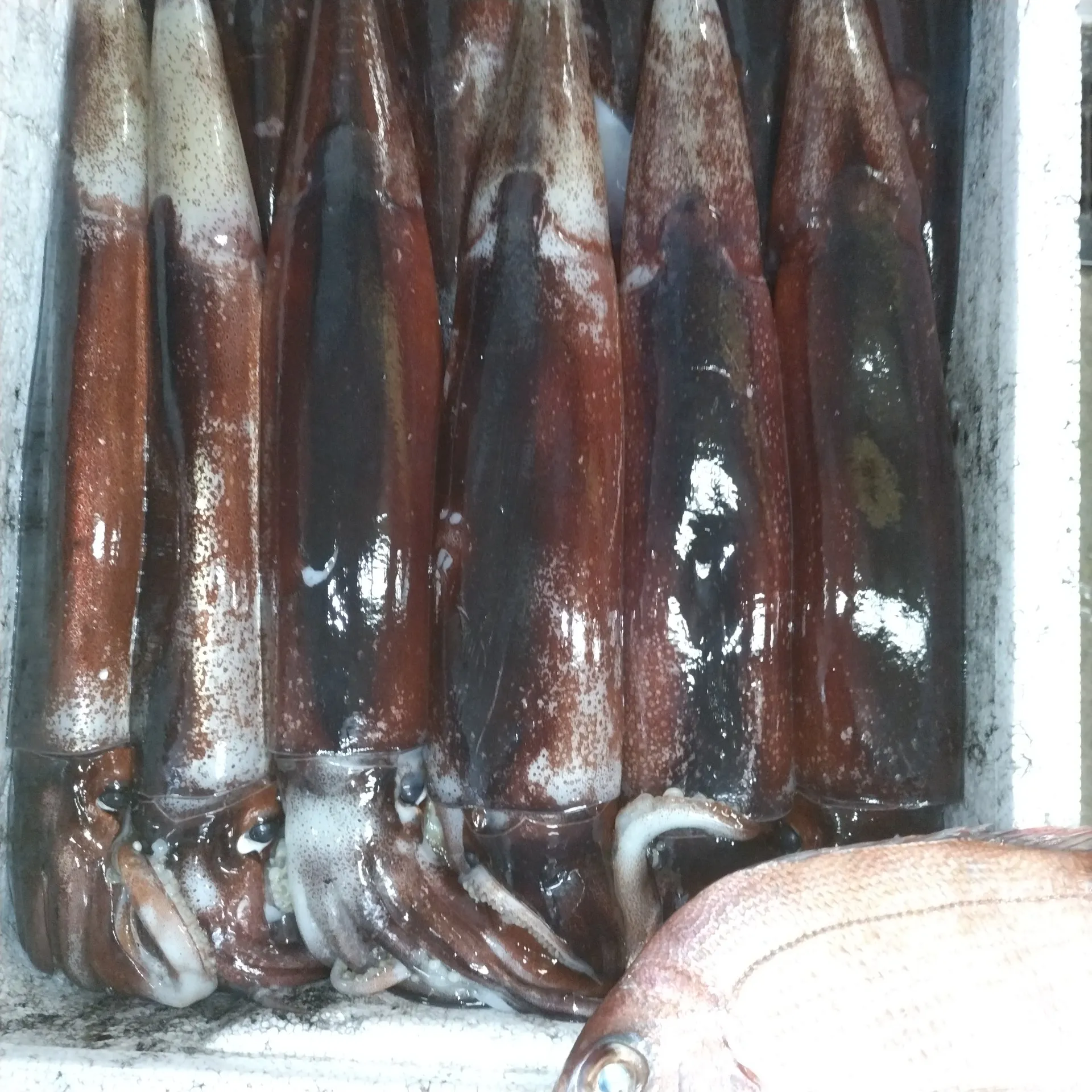 サカナヤサカモト花園店