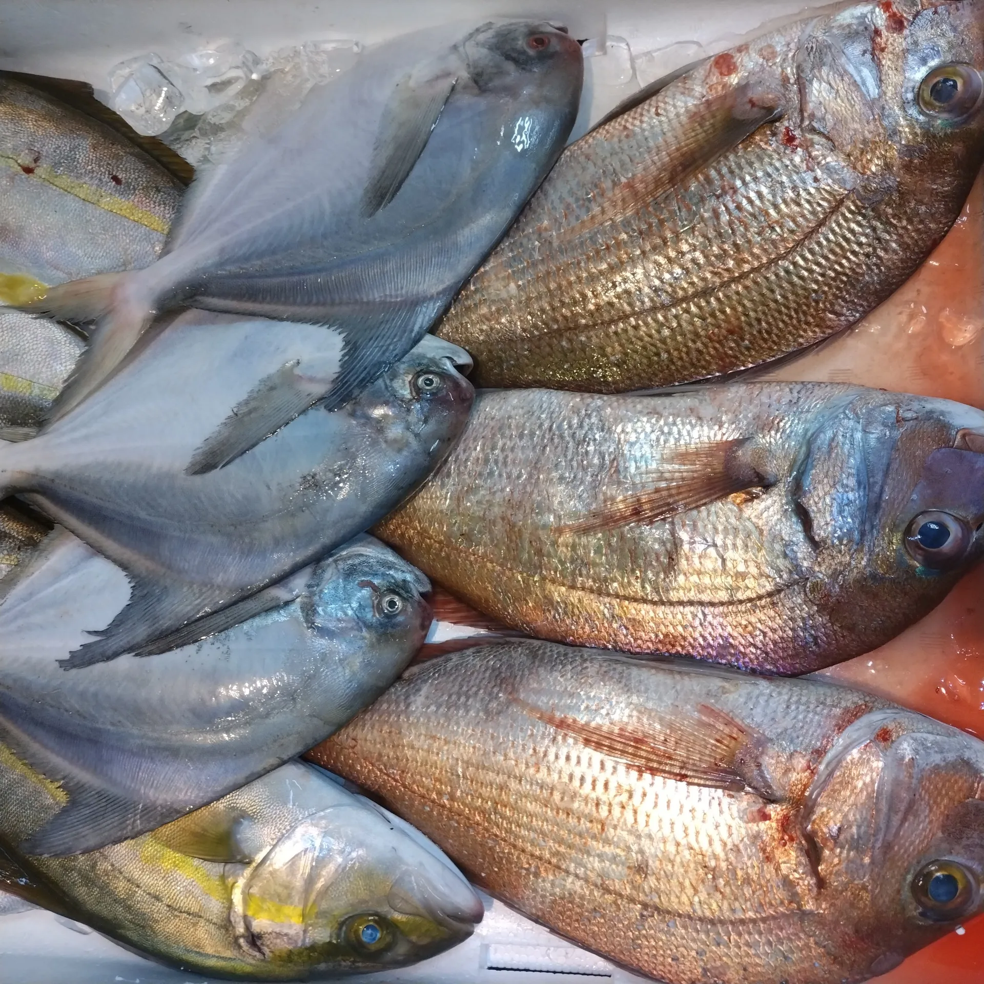 サカナヤサカモト花園店