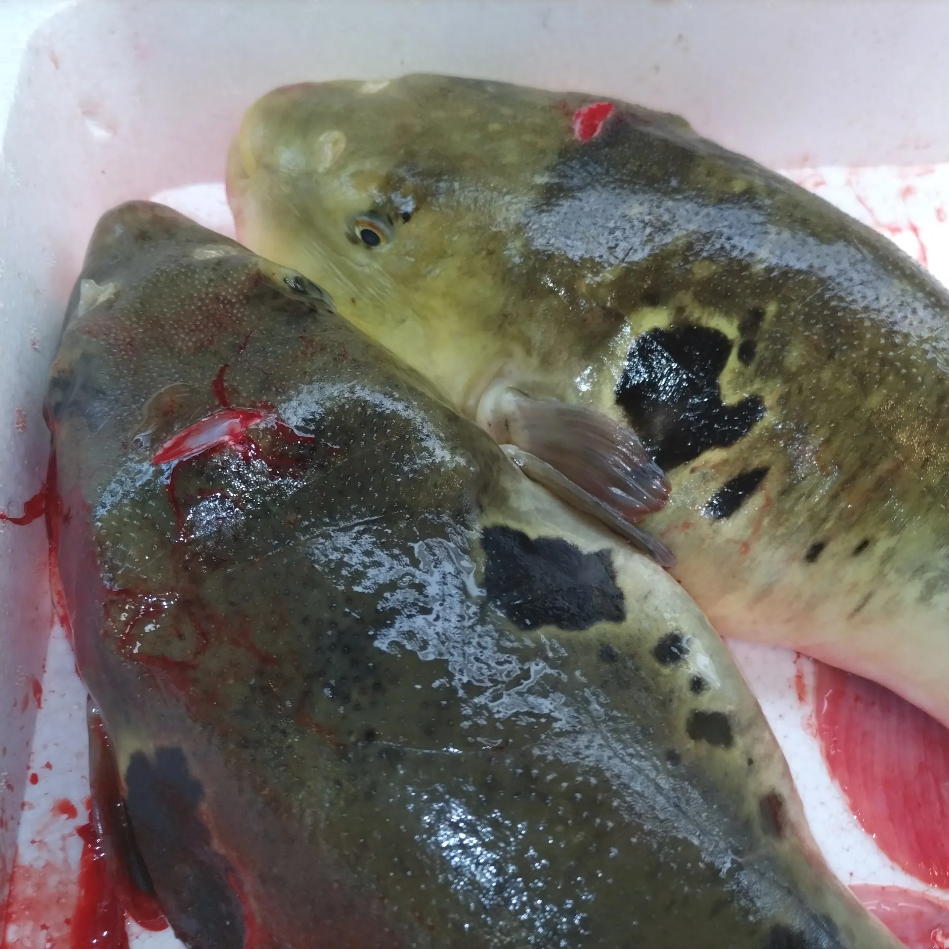 サカナヤサカモト花園店