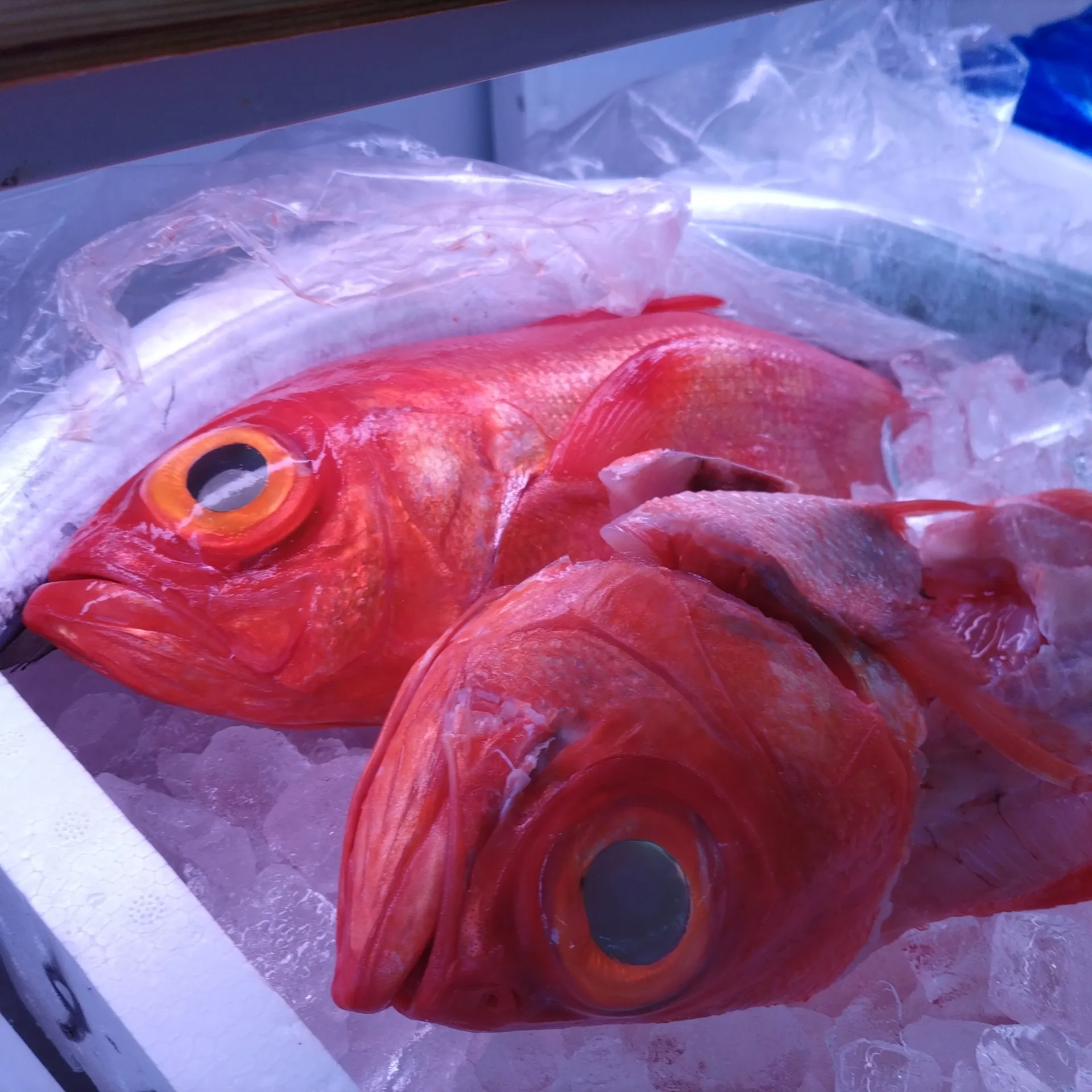 八尾　一心太助