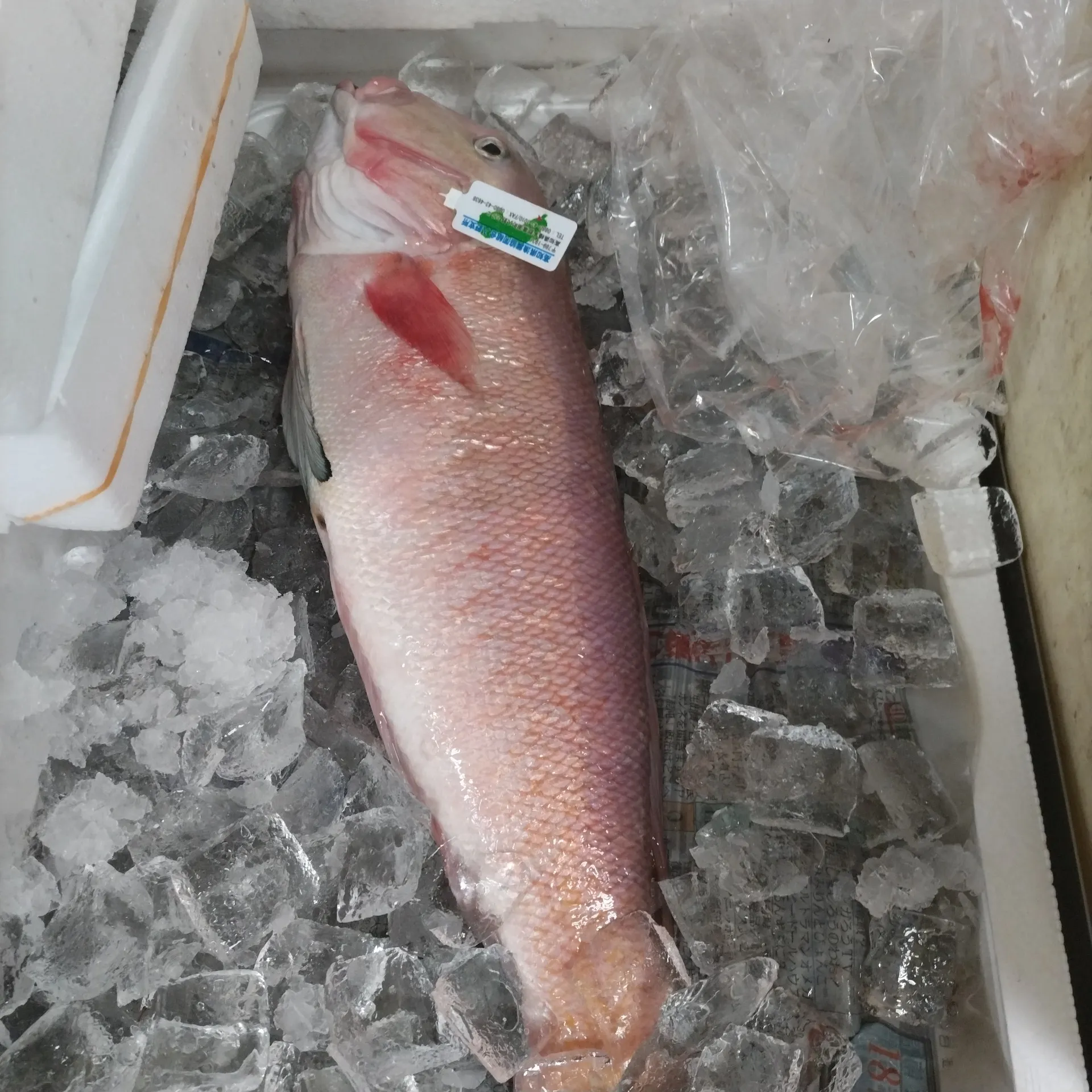 サカナヤサカモト花園店