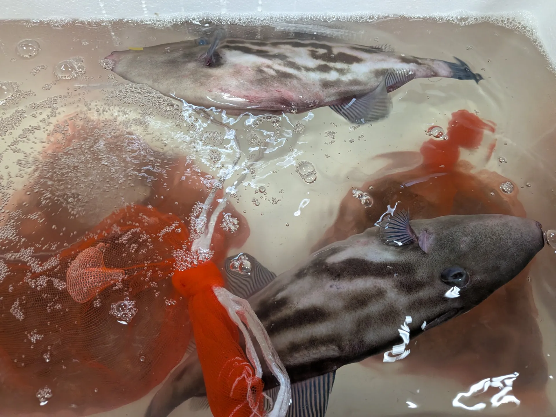 サカナヤサカモト花園店