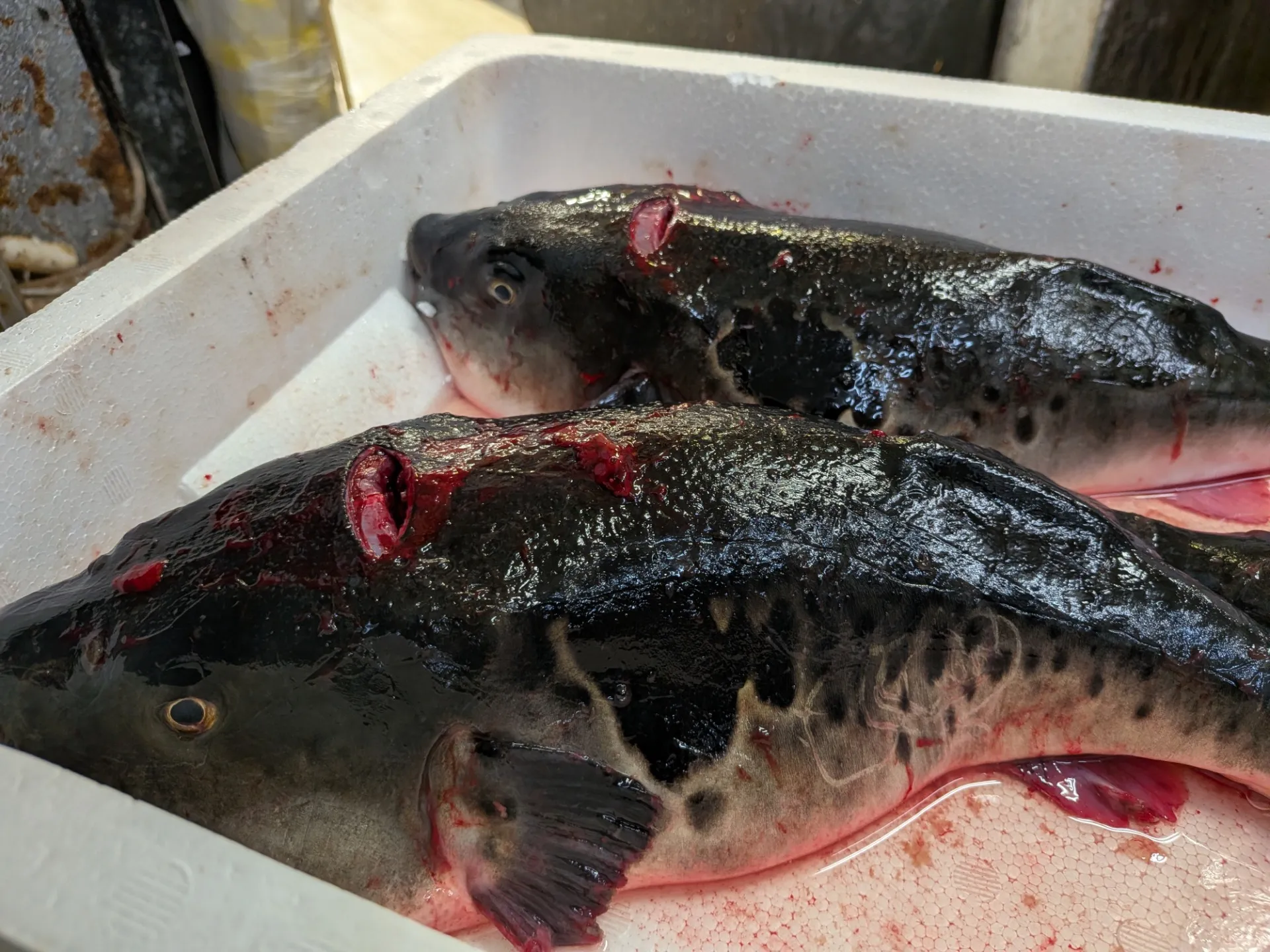 サカナヤサカモト花園店