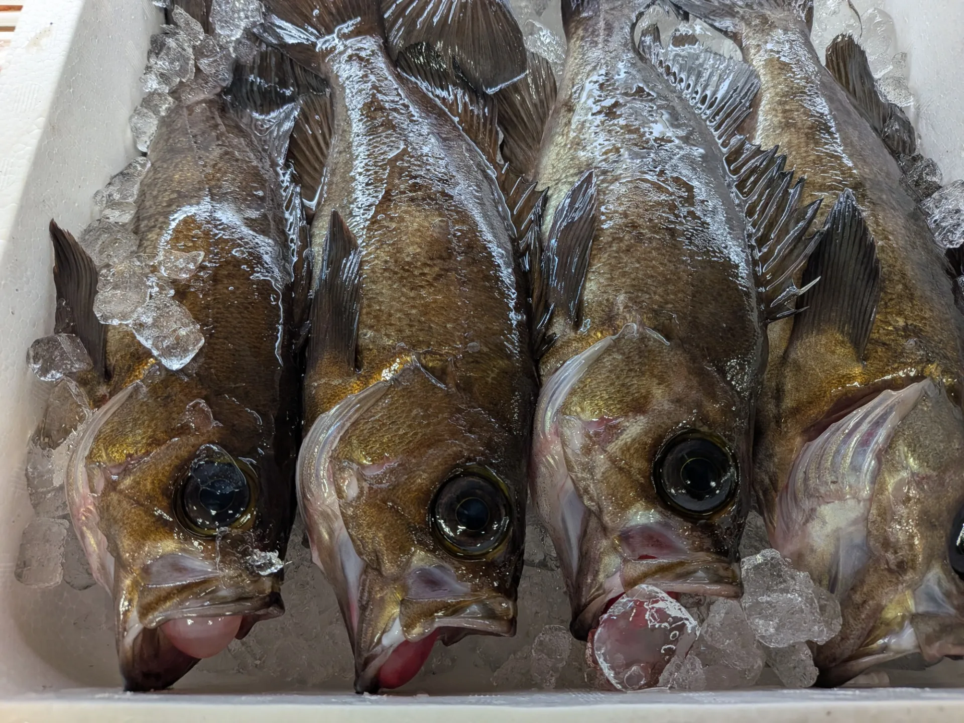 サカナヤサカモト花園店