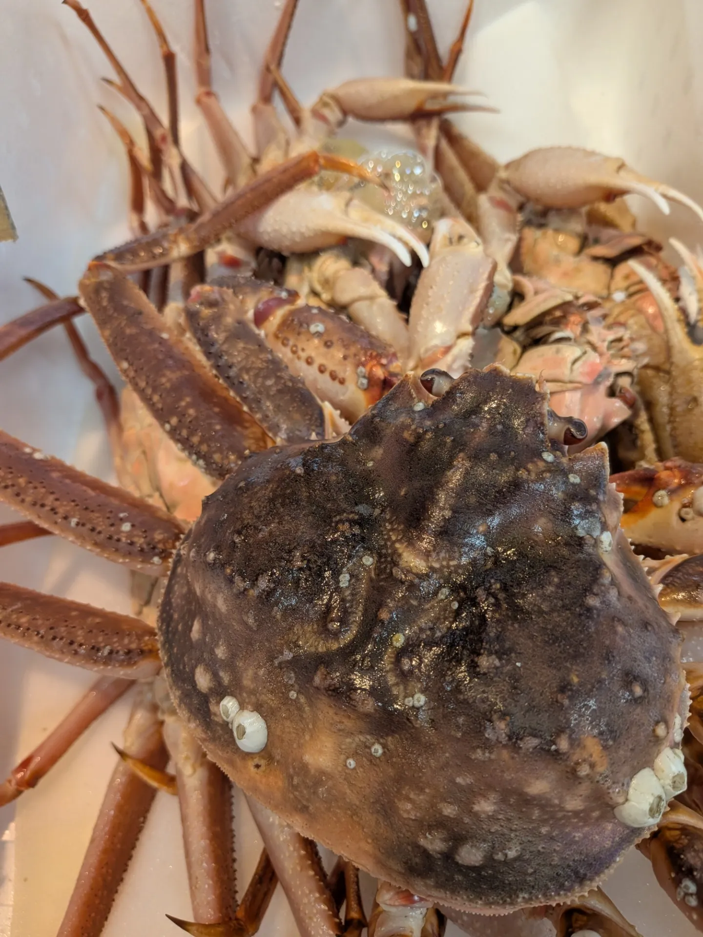 サカナヤサカモト花園店