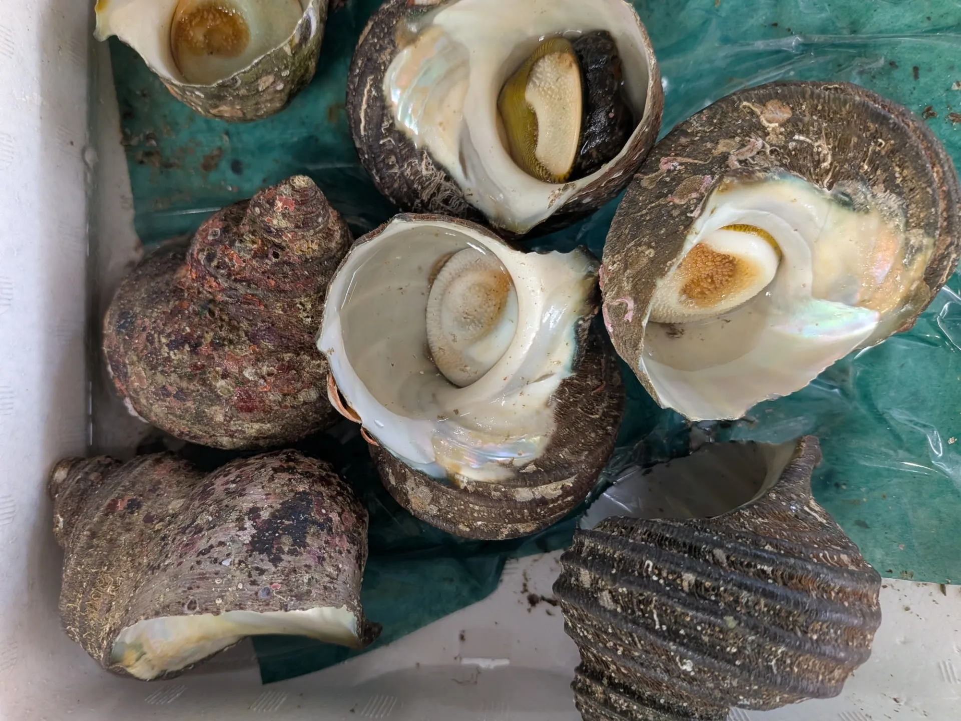 サカナヤサカモト花園店