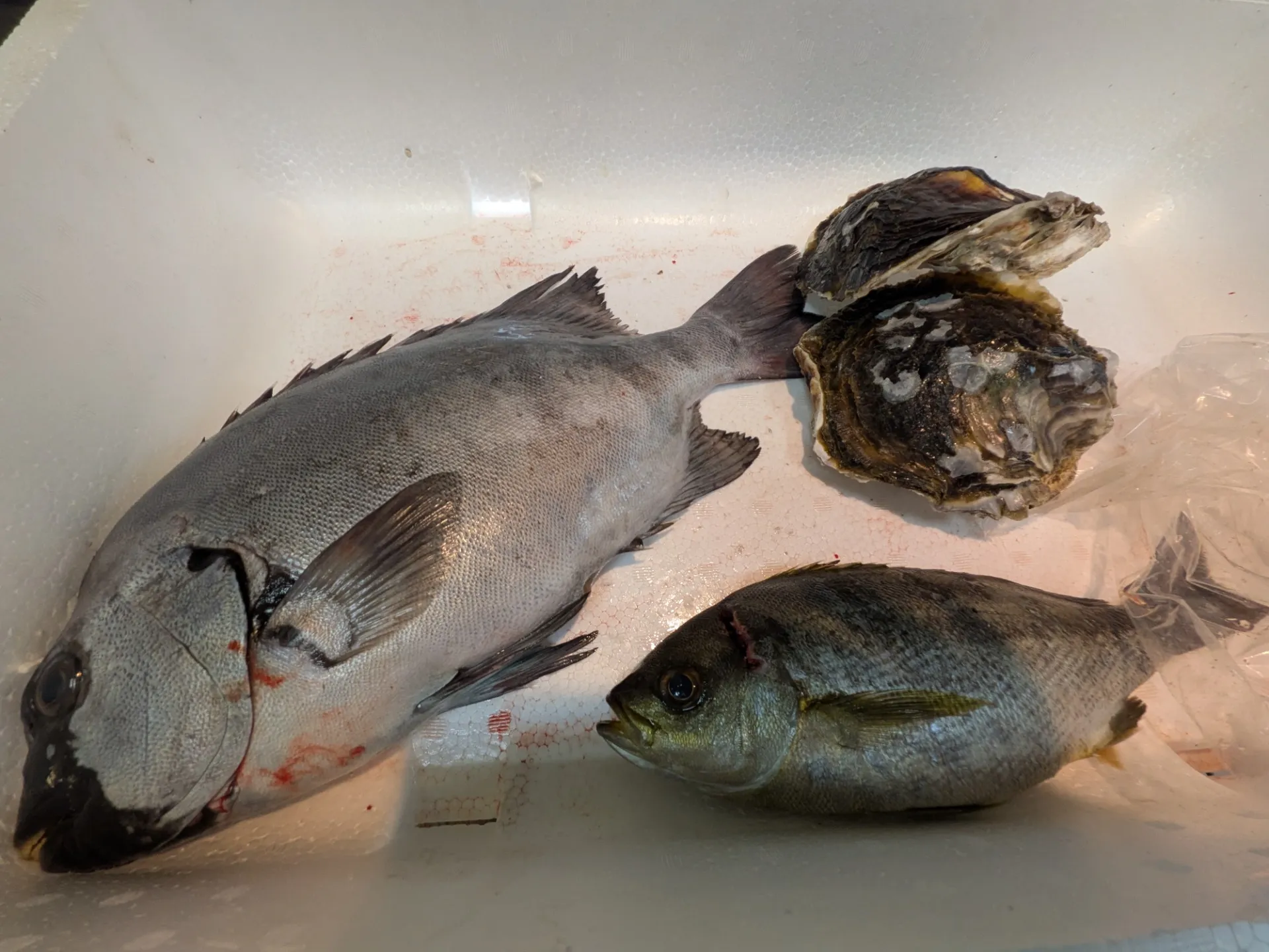 サカナヤサカモト花園店