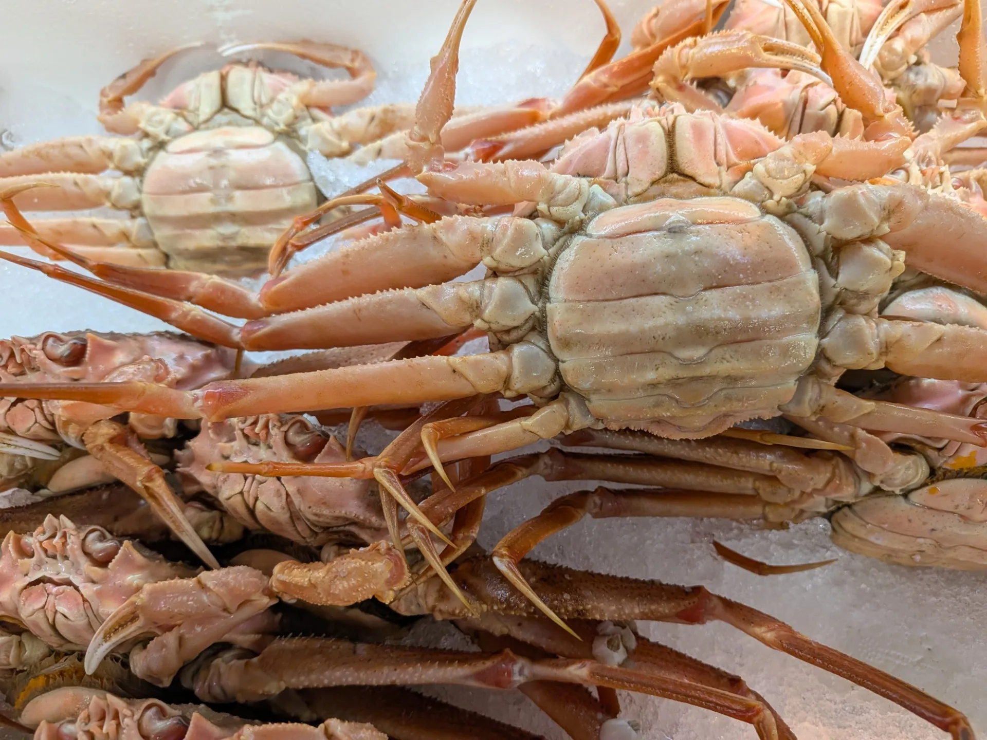 サカナヤサカモト花園店