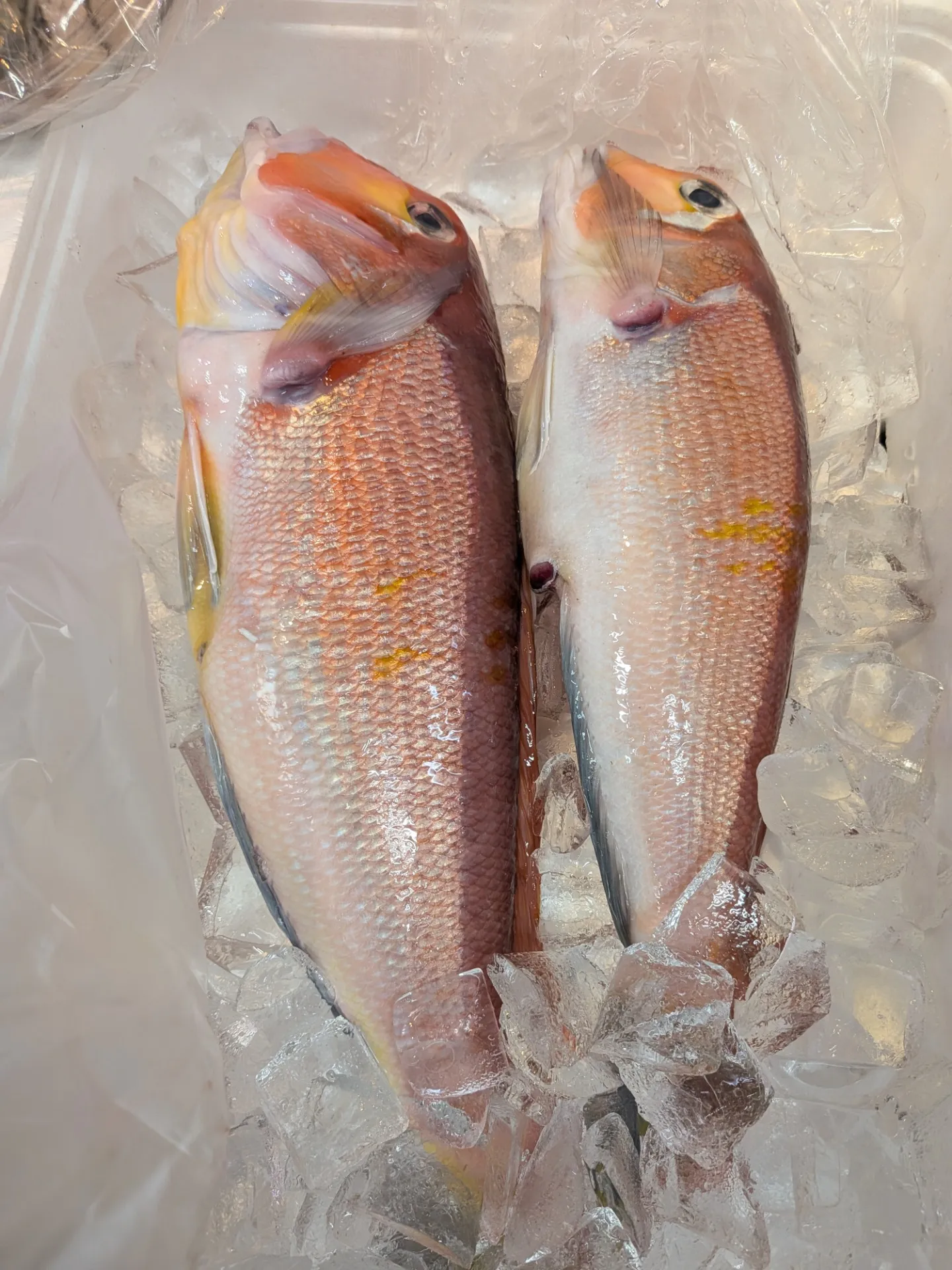 サカナヤサカモト花園店