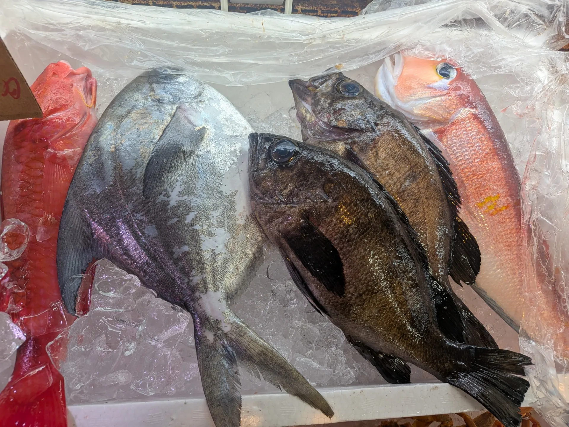 サカナヤサカモト花園店